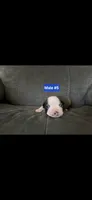 Number 5, a male Boston Terrier for sale in Riverside, CA – 1 of 4