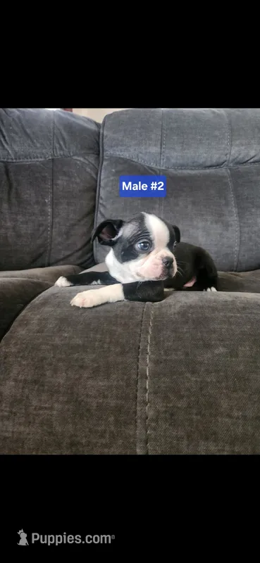 Number 2 – Boston Terrier puppy for sale in Riverside, CA