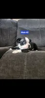 Number 2, a male Boston Terrier for sale in Riverside, CA – 1 of 5