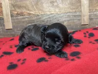 Red Girl, a female Maltipoo for sale in Glasgow, KY – 7 of 10