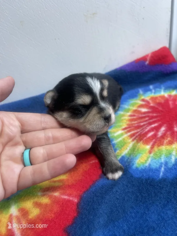Tie-Dye Boy – Morkie puppy for sale in Glasgow, KY