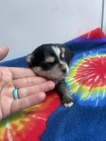 Tie-Dye Boy, a male Morkie for sale in Glasgow, KY – 1 of 5