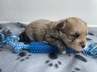 Blue Boy, a male Morkie for sale in Glasgow, KY – 6 of 7