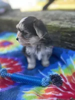 Tie-Dye Boy, a male Morkie for sale in Glasgow, KY – 3 of 9