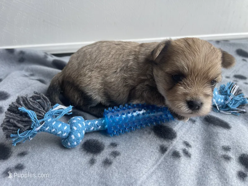 Blue Boy – Morkie puppy for sale in Glasgow, KY