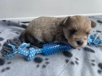 Blue Boy, a male Morkie for sale in Glasgow, KY – 7 of 7