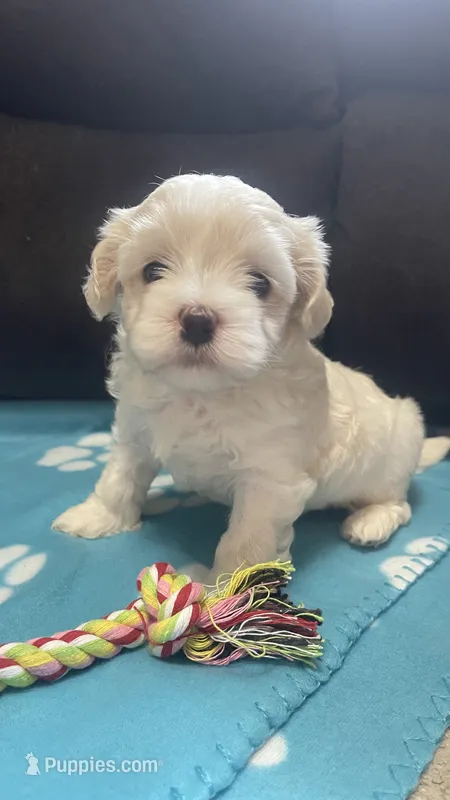 Blue Girl – Maltipoo puppy for sale in Glasgow, KY