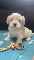 Blue Girl, a female Maltipoo for sale in Glasgow, KY – 1 of 7