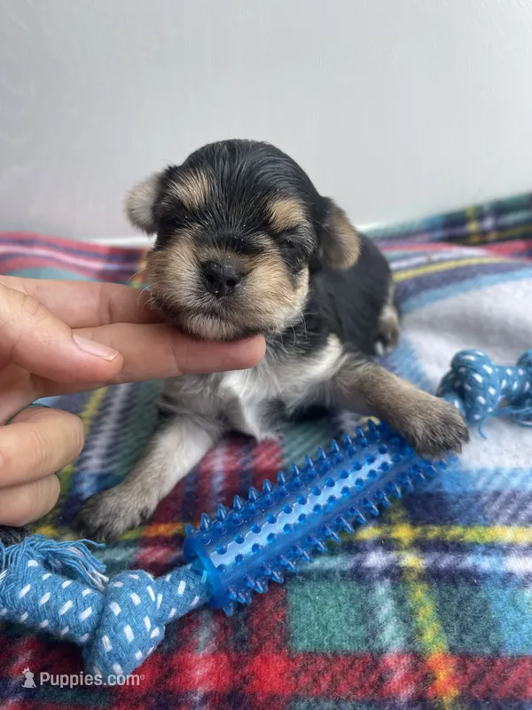 Plaid Boy – Morkie puppy for sale in Glasgow, KY