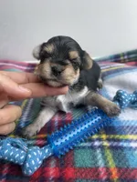 Plaid Boy, a male Morkie for sale in Glasgow, KY – 5 of 9