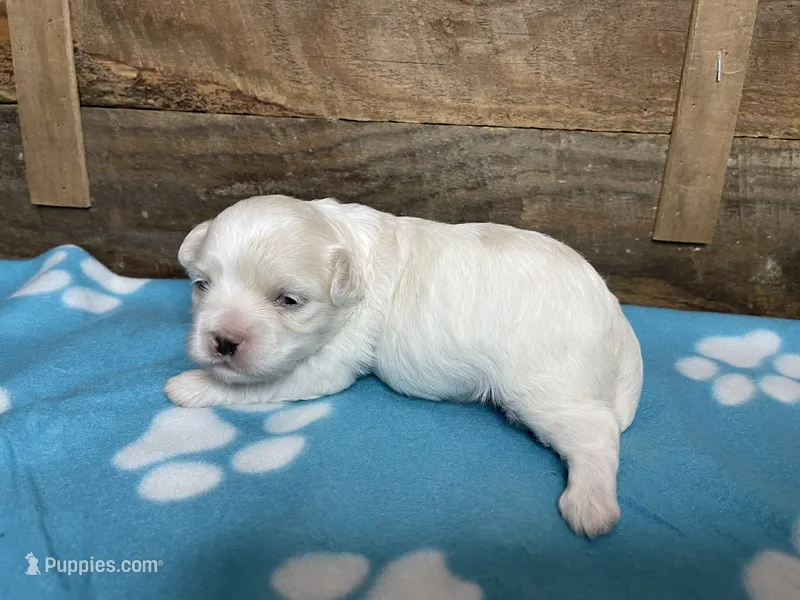 Blue Girl – Maltipoo puppy for sale in Glasgow, KY