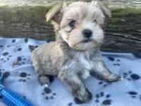 Grey Boy, a male Morkie for sale in Glasgow, KY – 4 of 8
