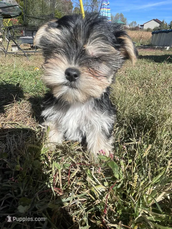 Plaid Boy – Morkie puppy for sale in Glasgow, KY