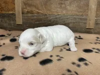 Brown Blanket Boy, a male Maltipoo for sale in Glasgow, KY – 7 of 10