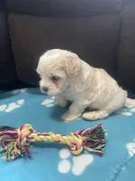 Blue Girl, a female Maltipoo for sale in Glasgow, KY – 2 of 7