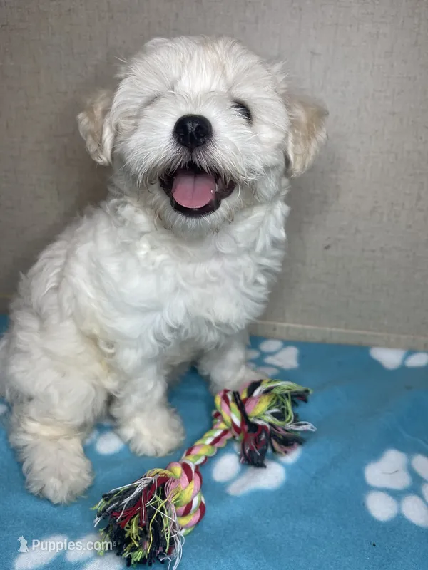 Blue Girl – Maltipoo puppy for sale in Glasgow, KY