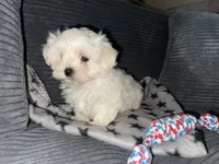 CKC Grey Girl, a female Maltese for sale in Glasgow, KY – 6 of 10