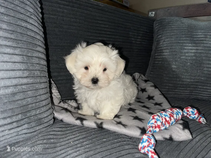 CKC Grey Girl – Maltese puppy for sale in Glasgow, KY