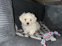 CKC Grey Girl, a female Maltese for sale in Glasgow, KY – 1 of 10