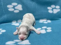 Blue Girl, a female Maltipoo for sale in Glasgow, KY – 4 of 5