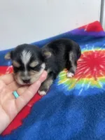 Tie-Dye Boy, a male Morkie for sale in Glasgow, KY – 4 of 5