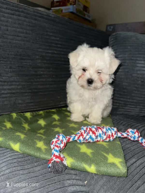 CKC Green Girl – Maltese puppy for sale in Glasgow, KY