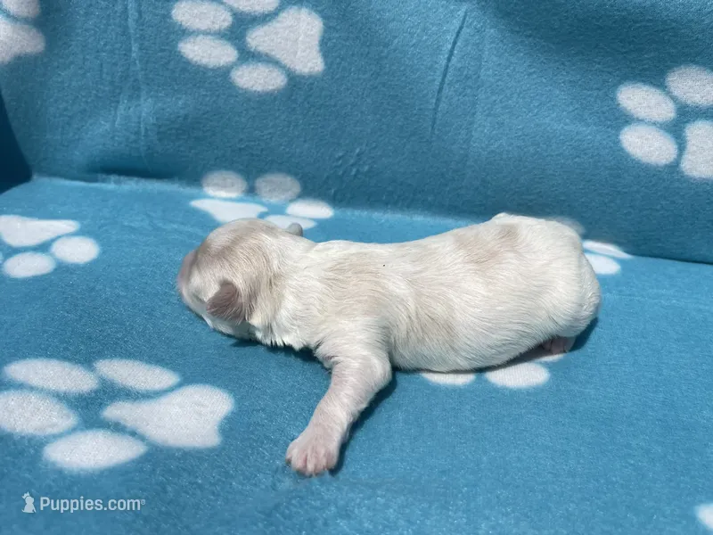 Blue Girl – Maltipoo puppy for sale in Glasgow, KY