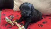 Red Girl, a female Maltipoo for sale in Glasgow, KY – 3 of 10