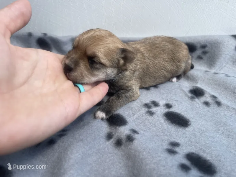 Grey Boy – Morkie puppy for sale in Glasgow, KY