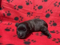 Red Girl, a female Maltipoo for sale in Glasgow, KY – 3 of 5