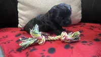 Red Girl, a female Maltipoo for sale in Glasgow, KY – 1 of 10