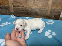 Blue Girl, a female Maltipoo for sale in Glasgow, KY – 6 of 7