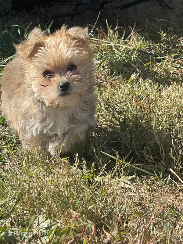 Grey Boy – Morkie puppy for sale in Glasgow, KY