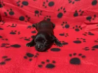 Red Girl, a female Maltipoo for sale in Glasgow, KY – 1 of 5