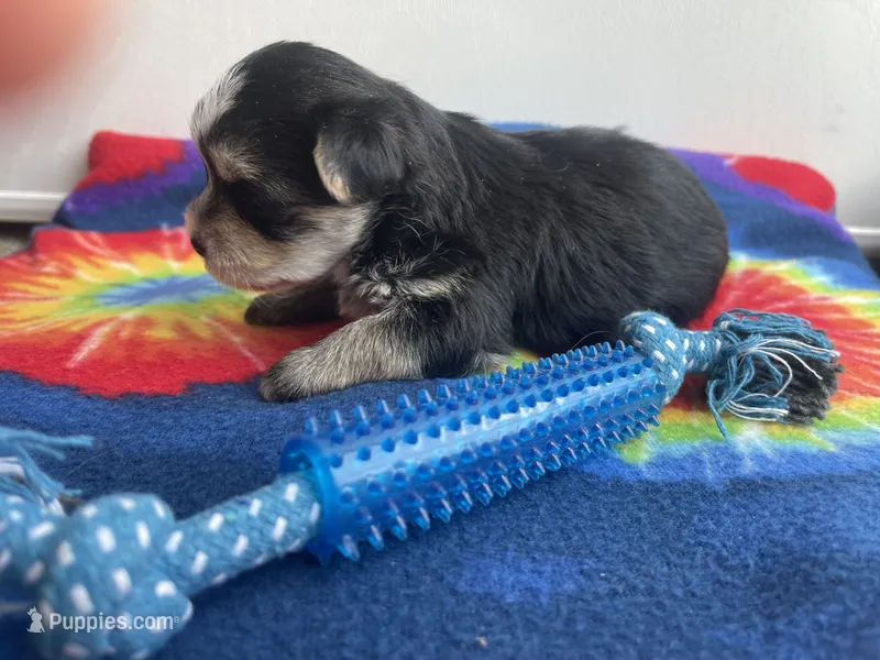Tie-Dye Boy – Morkie puppy for sale in Glasgow, KY