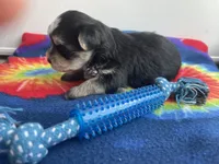 Tie-Dye Boy, a male Morkie for sale in Glasgow, KY – 5 of 9