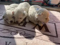 CKC Blue Girl, a female Maltese for sale in Glasgow, KY – Photo 3 of 4