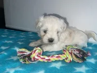 CKC Blue Girl, a female Maltese for sale in Glasgow, KY – Photo 4 of 8