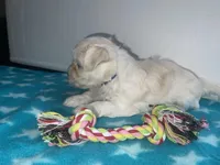 CKC Blue Girl, a female Maltese for sale in Glasgow, KY – Photo 2 of 8