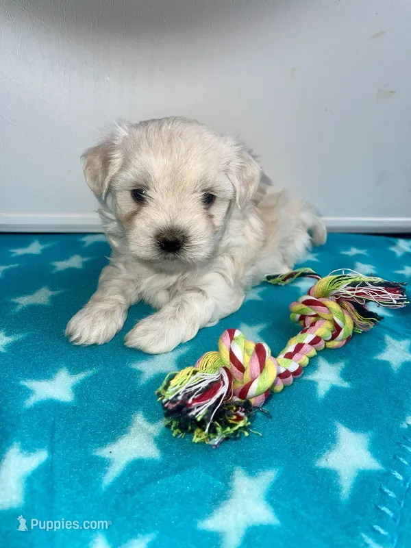 CKC Blue Girl, a female Maltese for sale in Glasgow, KY – Photo 1 of 8