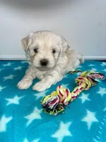 CKC Blue Girl, a female Maltese for sale in Glasgow, KY – Photo 1 of 8