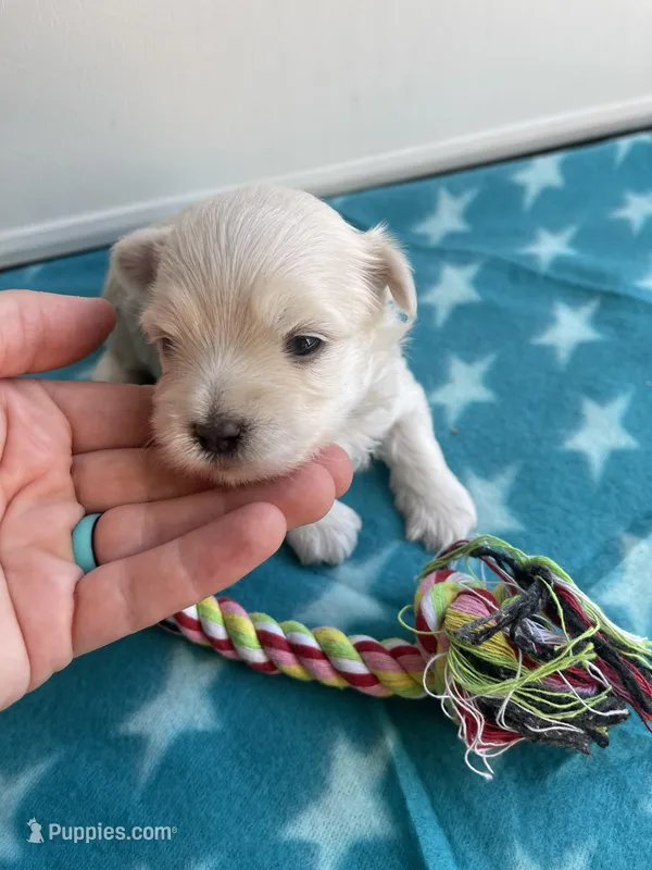 CKC Blue Girl – Maltese puppy for sale in Glasgow, KY