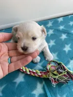 CKC Blue Girl, a female Maltese for sale in Glasgow, KY – Photo 1 of 4