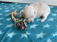 CKC Blue Girl, a female Maltese for sale in Glasgow, KY – Photo 2 of 4