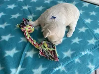 CKC Blue Girl, a female Maltese for sale in Glasgow, KY – Photo 4 of 4