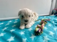 CKC Blue Girl, a female Maltese for sale in Glasgow, KY – Photo 5 of 8
