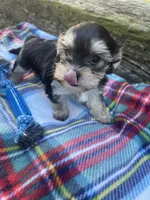 Plaid Boy, a male Morkie for sale in Glasgow, KY – 2 of 9