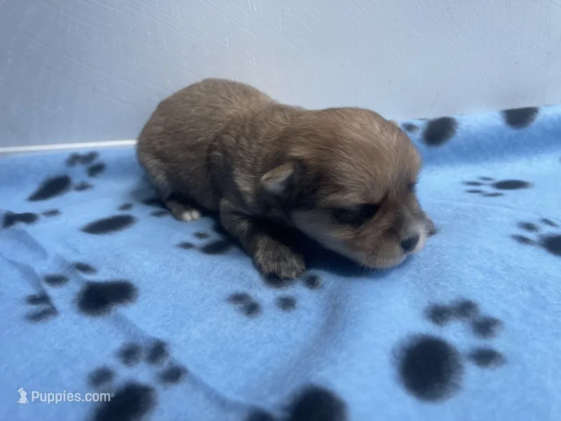 Blue Boy – Morkie puppy for sale in Glasgow, KY