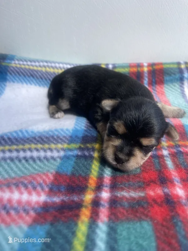 Plaid Boy – Morkie puppy for sale in Glasgow, KY
