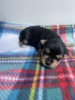 Plaid Boy, a male Morkie for sale in Glasgow, KY – 1 of 5